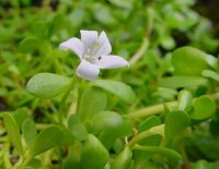 Bacopa monnieri