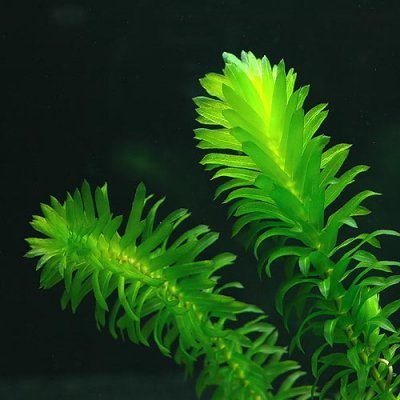 Egeria densa