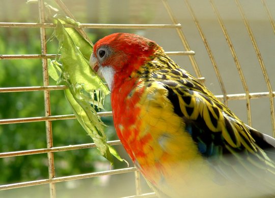 Papagal Rosella