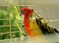 Papagal Rosella