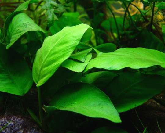 Anubias barteri