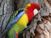 Papagal Rosella