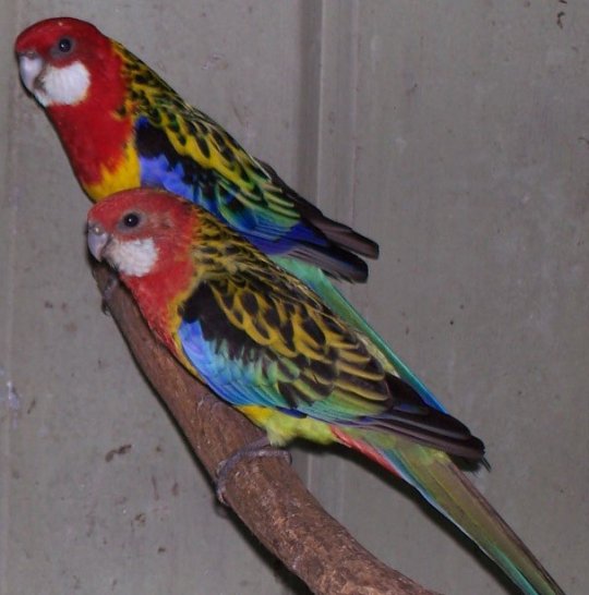 Pereche de papagali Rosella