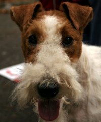 Fox Terrier sarmos