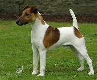 Fox Terrier cu blana intinsa