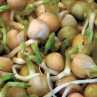 Seminte germinate