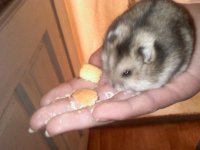 Phodopus sungorus.