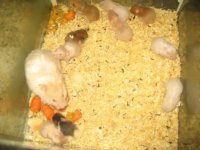 Hamster sirian cu pui.