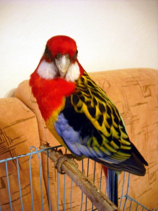 Rosella. Poly