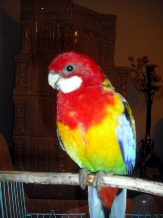 Rosella. Poly