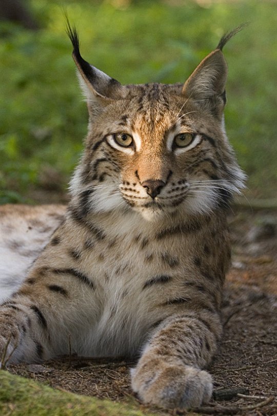 Lynx lynx - rasul eurasiatic sau carpatin