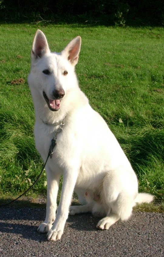 Ciobanesc alb elvetian - White Swiss Shepherd Dog (Berger Blanc Swiss)