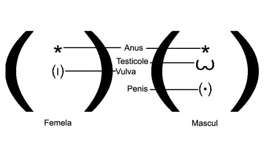 Determinarea sexului la pisici