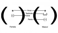 Determinarea sexului la pisici