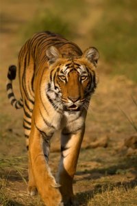 Tigru bengalez
