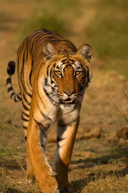 Tigru bengalez