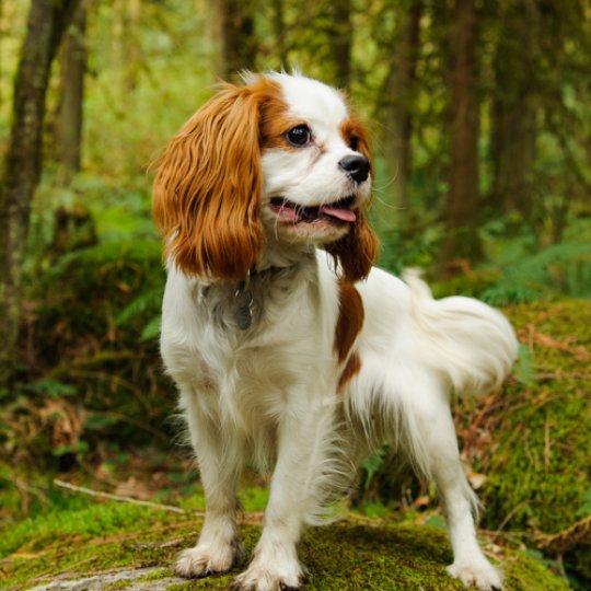 Cavalier King Charles Spaniel