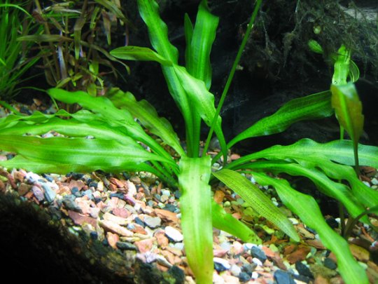 Anubias barteri