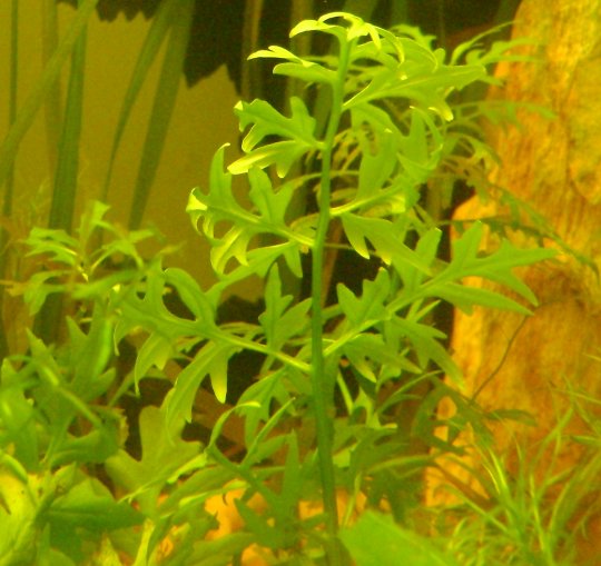 Anubias barteri