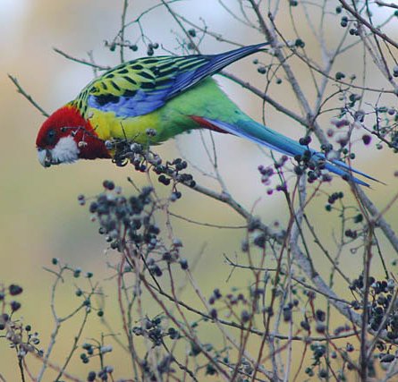 Papagal Rosella