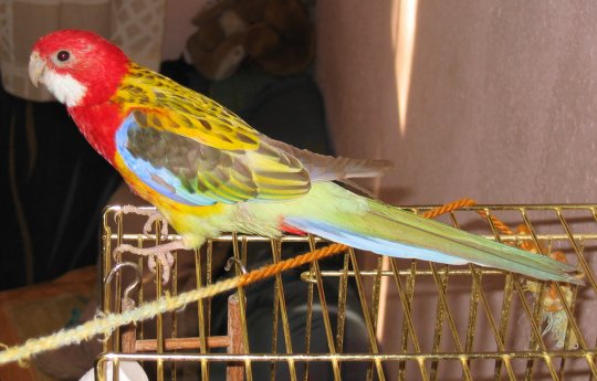 Papagal Rosella