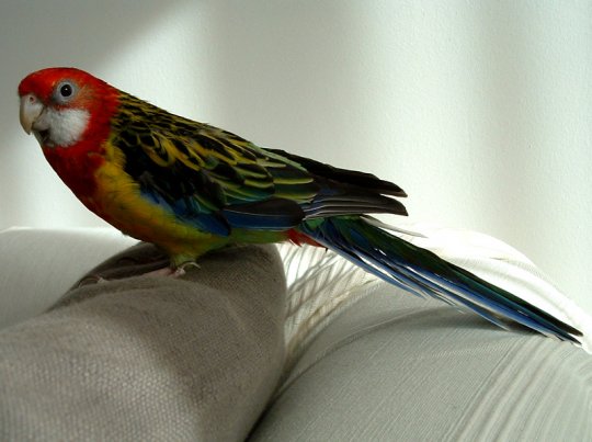 Papagal Rosella