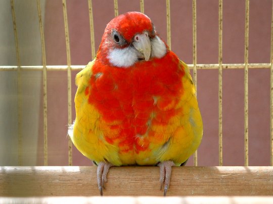 Papagal Rosella