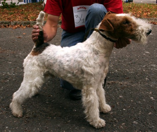 Fox Terrier sarmos