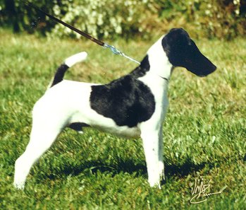 Fox Terrier cu blana intinsa