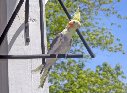 ADMPied (Pied, Harlequin)