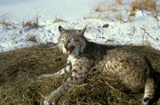 Lynx lynx - rasul eurasiatic sau carpatin