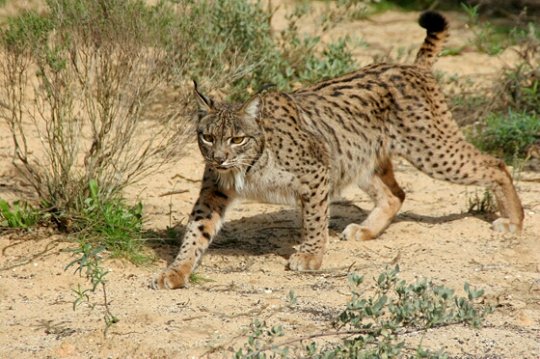 Lynx lynx - rasul eurasiatic sau carpatin