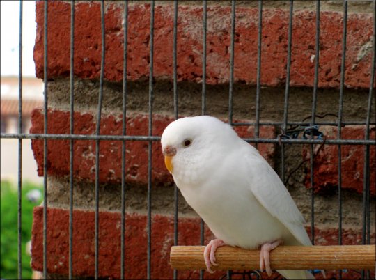 Albino