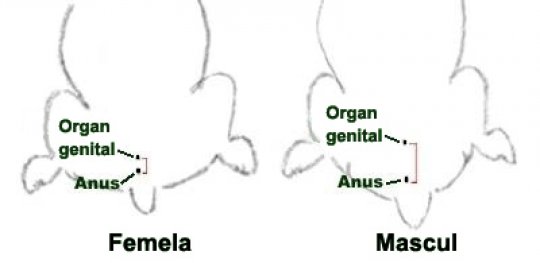 Diferentele intre sexe la hamsteri