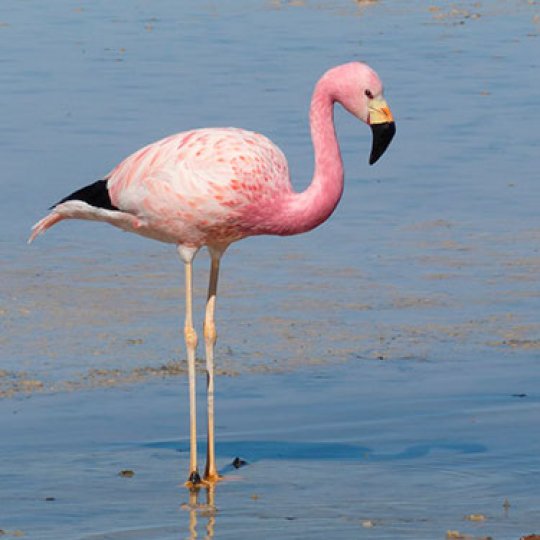 Flamingo