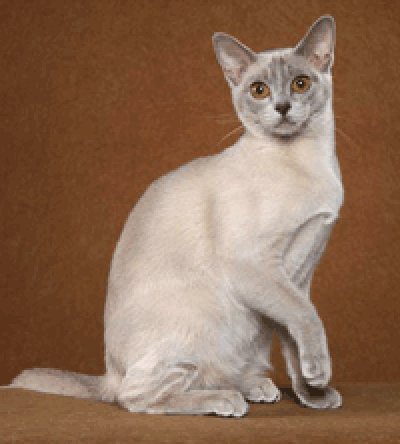 European burmese