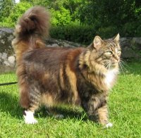 Norwegian forest cat