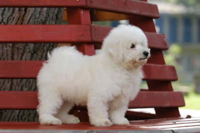 Bichon frise