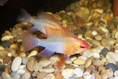 Mikrogeophagus ramirezi, forma xantocromatica (Gold)