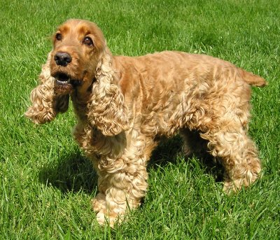 English Cocker Spaniel