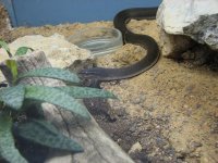 Lamprophis fuliginosus