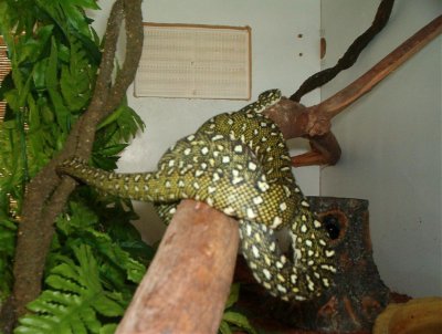 Morelia spilota spilota