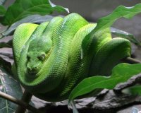 Morelia viridis