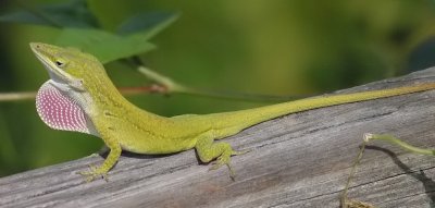 Anolis carolinensis