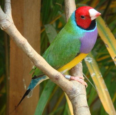 Cinteza diamant Gould (Amandina)