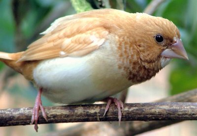 Cinteza bengaleza (Pescarus japonez)