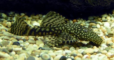 Ancistrus dolichopterus