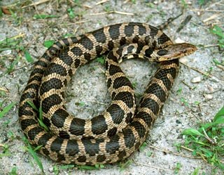 Pantherophis vulpinus (Elaphe vulpina)