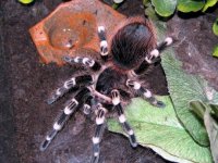 Acanthoscurria geniculata