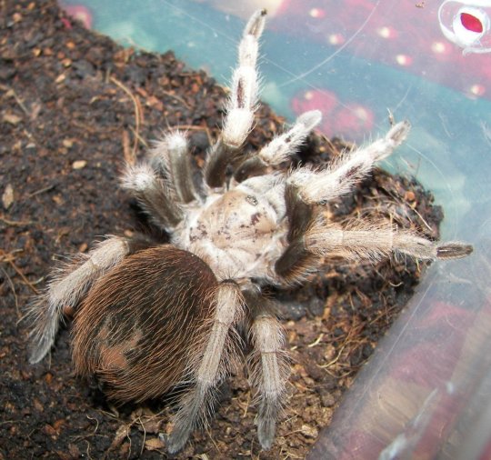 Aphonopelma chalcodes